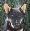 adoptable Dog in  named Vargo - (CP) Foster or Adopt Me