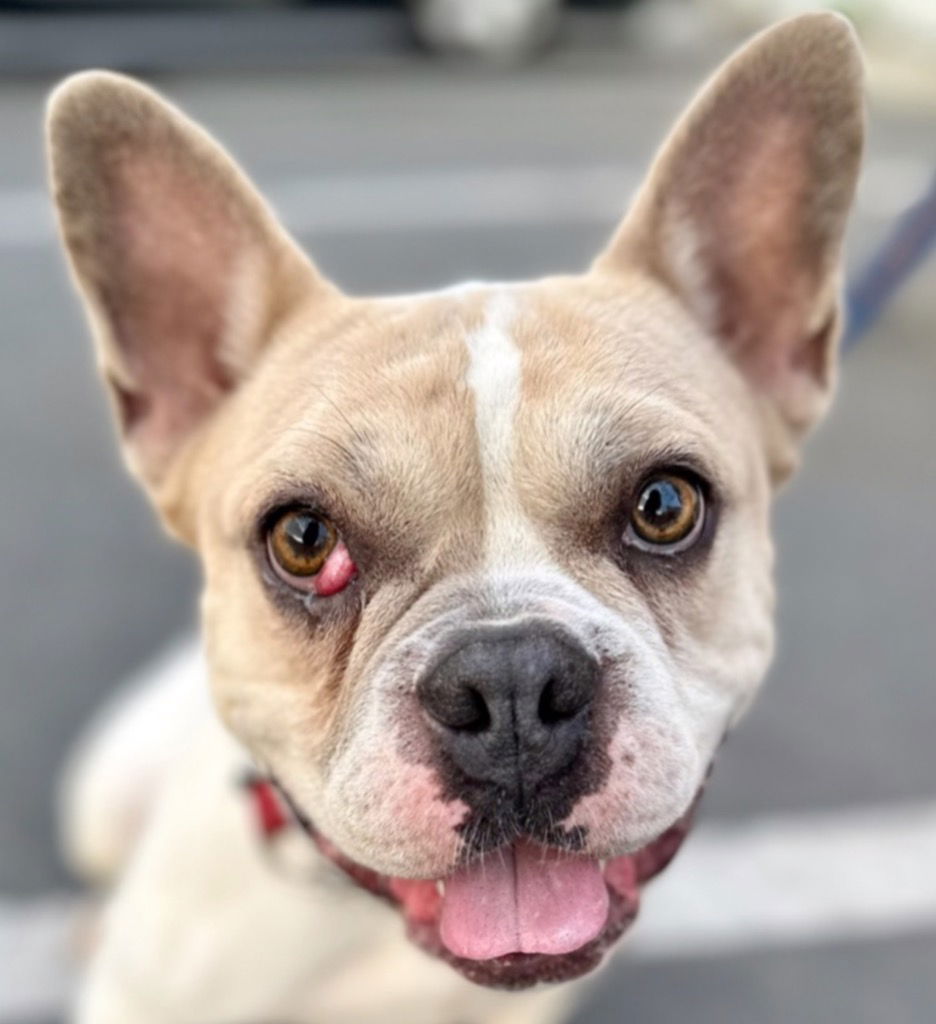 adoptable Dog in Lake Forest, CA named Piggy - Foster or Adopt Me!