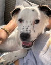 adoptable Dog in Lake Forest, CA named Frost - Adopt Me!