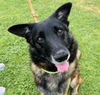 adoptable Dog in Lake Forest, CA named Justin B - Foster or Adopt Me!