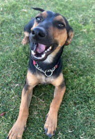 adoptable Dog in Lake Forest, CA named Calzone - Adopt Me!