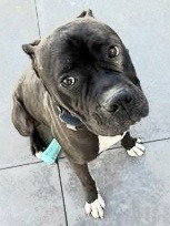 Diesel - Foster or Adopt Me!