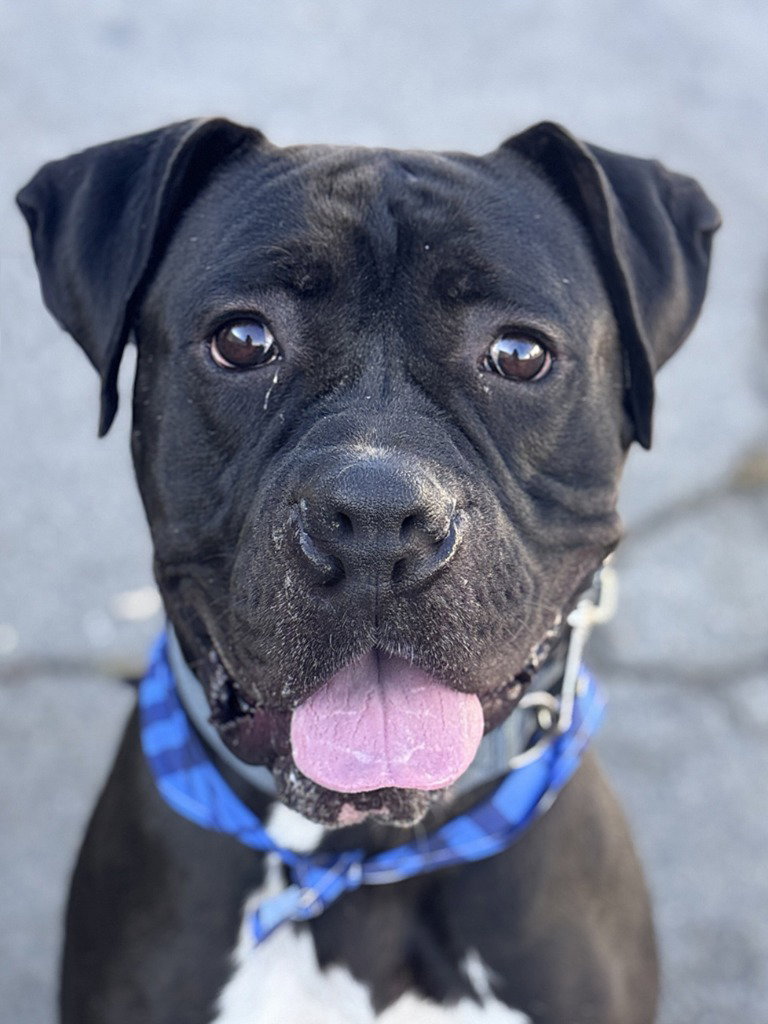 Diesel - Foster or Adopt Me! Image
