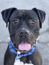 Diesel - Foster or Adopt Me! - Photo 1