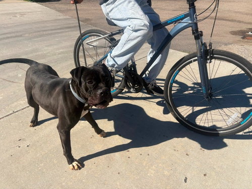 DIESEL - FOSTER OR ADOPT ME! - Boxer / American Staffordshire Terrier available for adoption