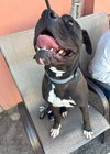 Diesel - Foster or Adopt Me! - Photo 3