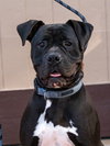 Diesel - Foster or Adopt Me! - Photo 4