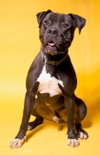 Diesel - Foster or Adopt Me! - Photo 2