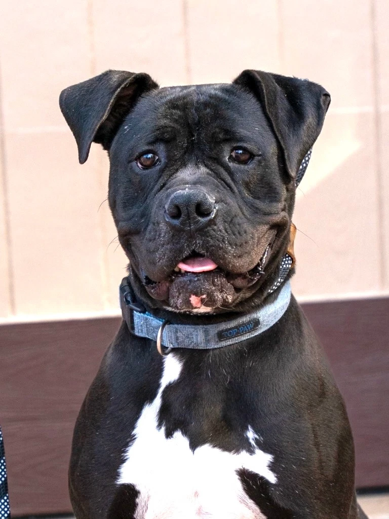 Diesel - Foster Or Adopt Me