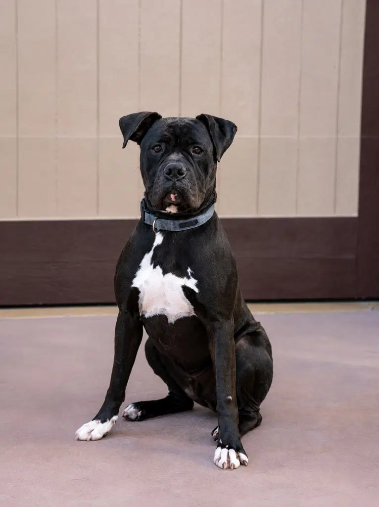 Diesel - Foster Or Adopt Me image 2