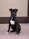 Diesel - Foster or Adopt Me! - Photo 2