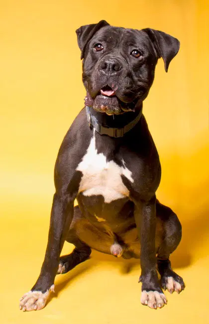 Diesel - Foster Or Adopt Me image 3