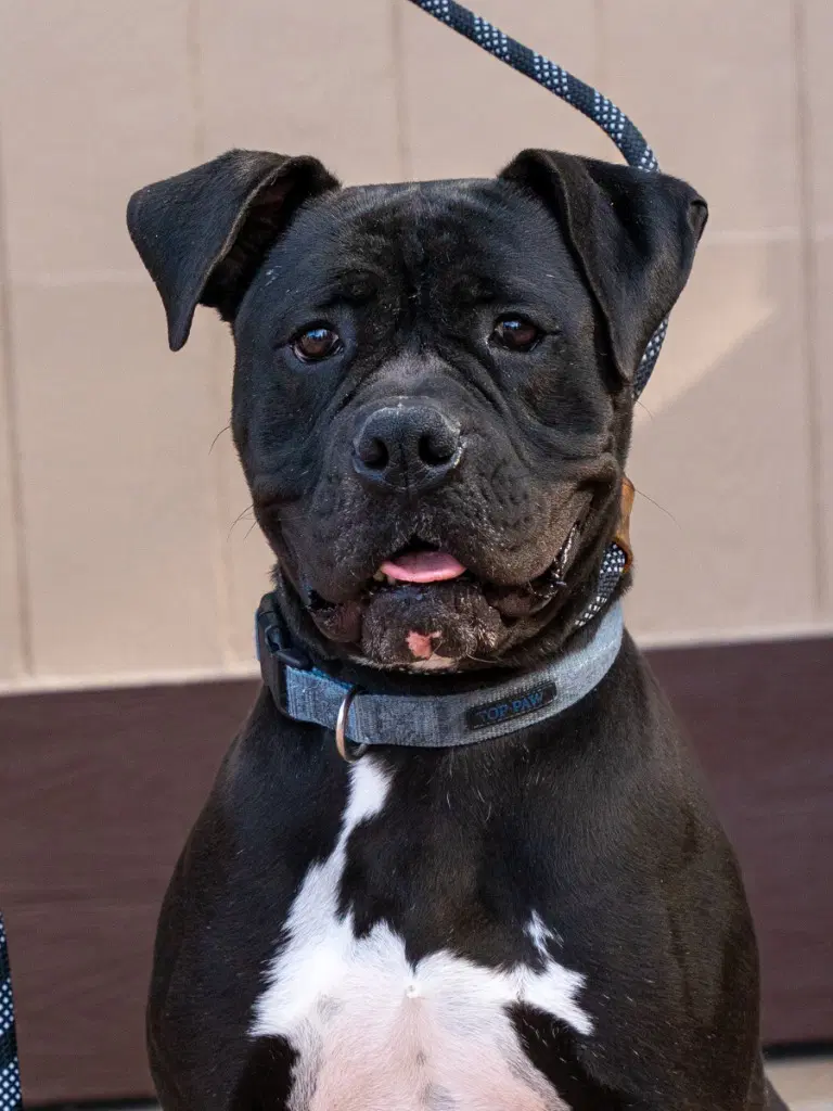 Diesel - Foster Or Adopt Me image 4
