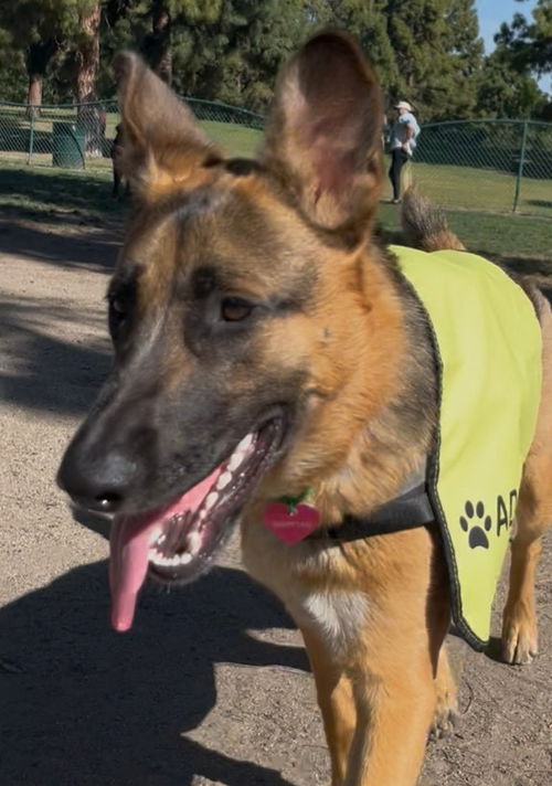 picture of the dog needing adoption