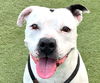 adoptable Dog in  named Molly - Adopt Me!