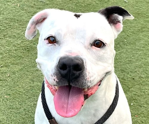 picture of the dog needing adoption