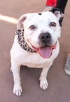 Molly - Adopt Me! - Photo 2
