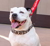 Molly - Adopt Me! - Photo 3