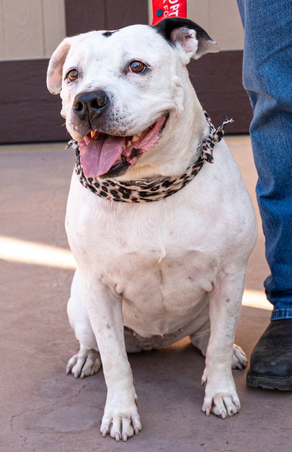 Molly - Adopt Me!
