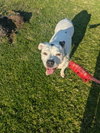 Molly - Adopt Me! - Photo 2