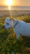 Molly - Adopt Me! - Photo 4