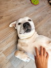Molly - Adopt Me! - Photo 2