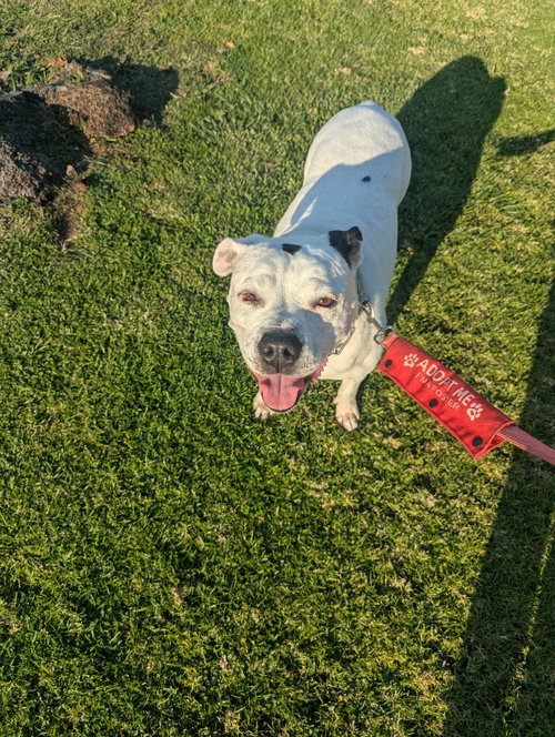 Molly - Adopt Me photo 2