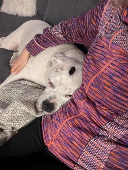 Molly - Adopt Me photo 3