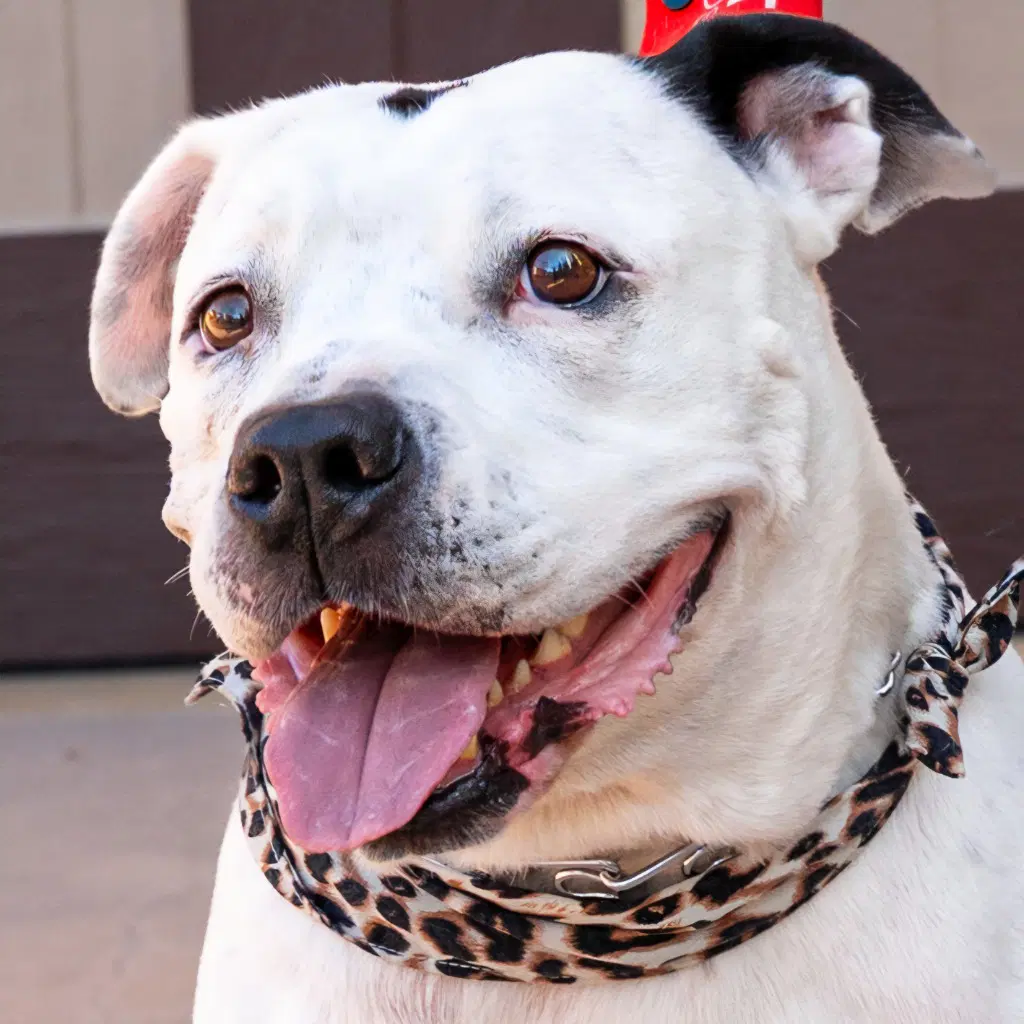 Molly - Adopt Me - American Staffordshire Terrier