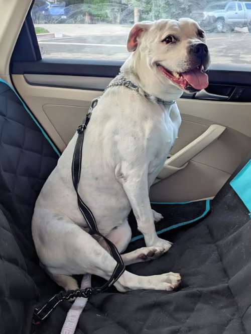 Molly - Adopt Me photo 1