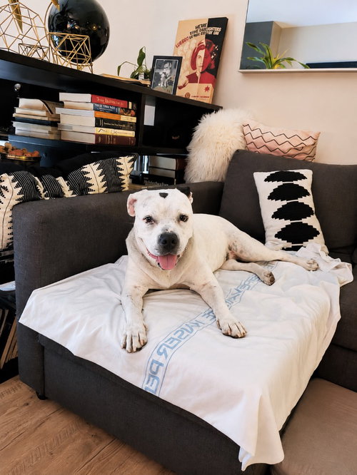 Molly - Adopt Me photo 2