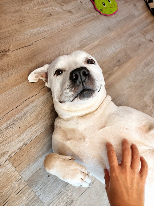 Molly - Adopt Me photo 3