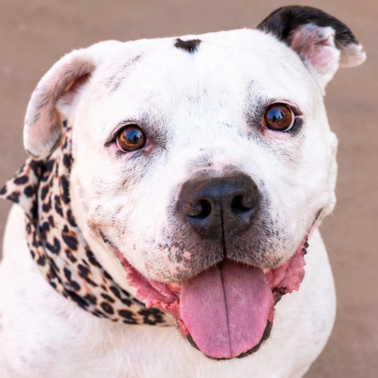 Molly - Adopt Me