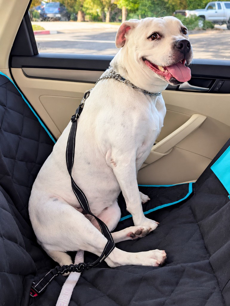 Molly - Adopt Me!, photo 2