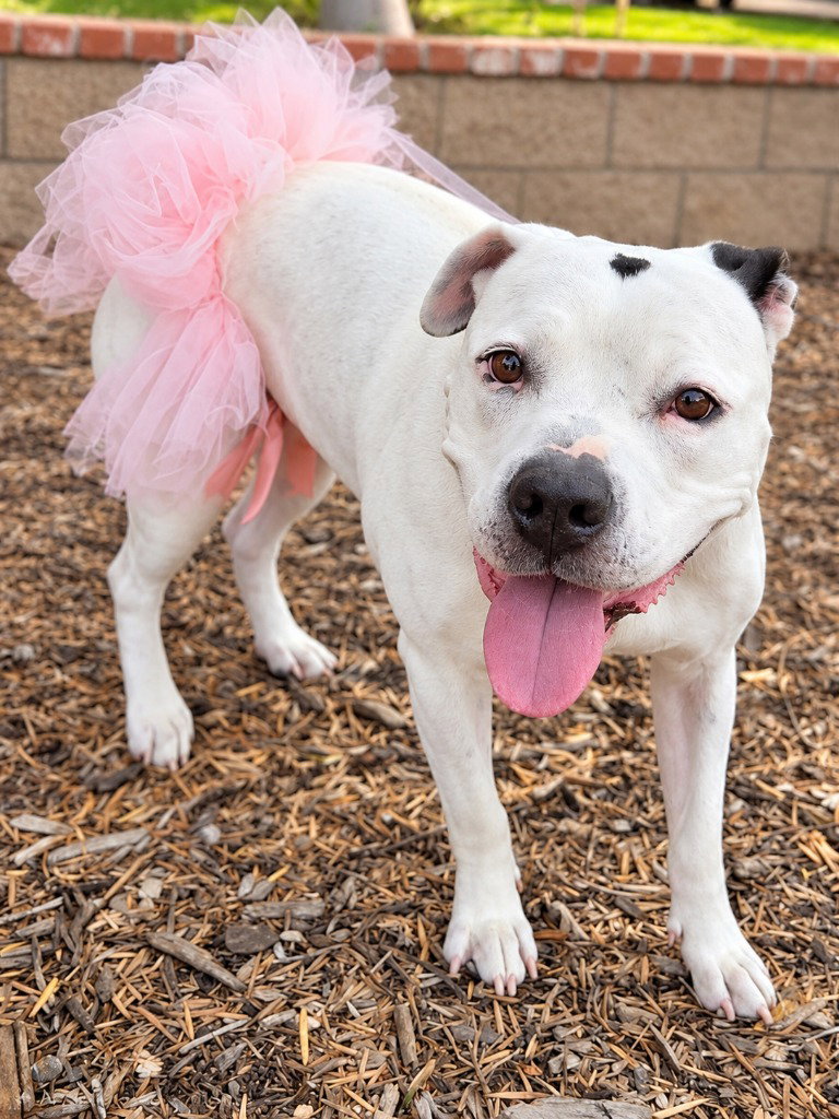 Molly - Adopt Me!, photo 3