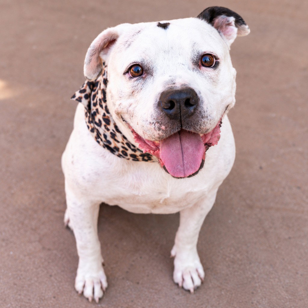 Molly - Adopt Me!, photo 4