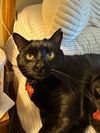adoptable Cat in lake forest, CA named Apollo bonded with Baby Too