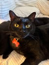 adoptable Cat in lake forest, CA named Baby Too bonded with Apollo