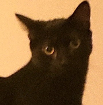 Dotty - Adopt Me!, an adoptable Domestic Short Hair in Lake Forest, CA