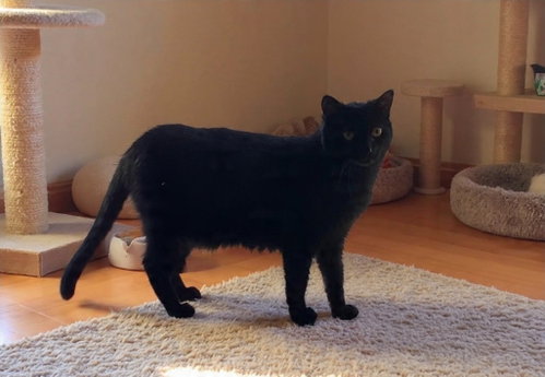 DOTTY - ADOPT ME! - Domestic Short Hair available for adoption