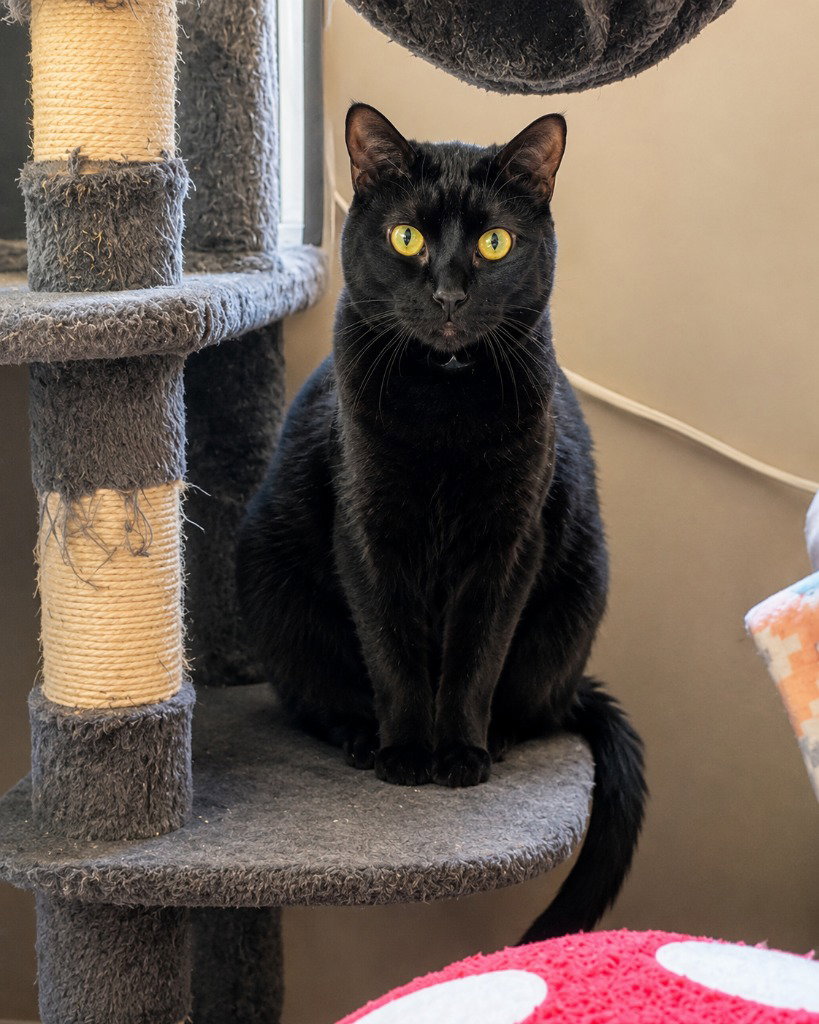 Dotty - Adopt Me!, photo 2