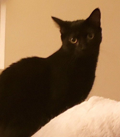 DOTTY - ADOPT ME! - Domestic Short Hair available for adoption