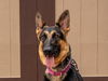 adoptable Dog in  named Katniss- Adopt me!