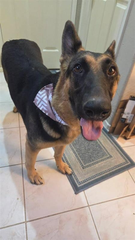 KATNISS- ADOPT ME! - German Shepherd Dog available for adoption