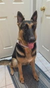 Katniss- Adopt me! - Photo 3