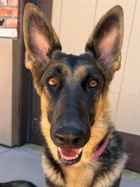 Katniss- Adopt me!, an adoptable German Shepherd Dog in Lake Forest, CA