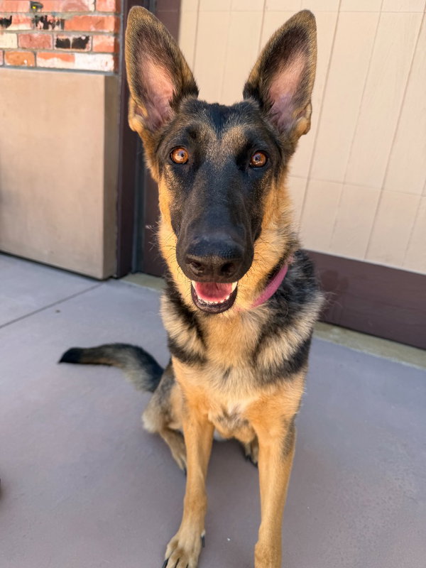 Katniss- Adopt me!