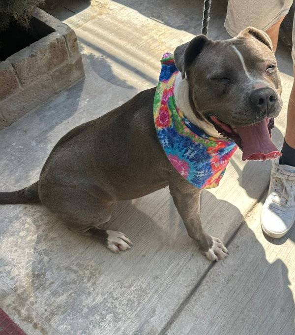 Valentina  (CP) - Adopt Me!