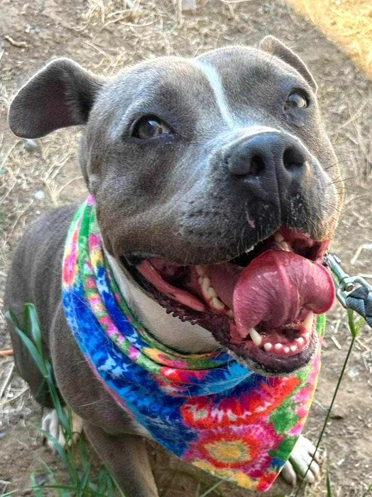 Valentina (Courtesy Post) -  - Adopt Me! Image