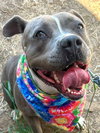 Valentina (Courtesy Post) -  - Adopt Me! - Photo 1